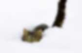 background preloader