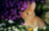 background preloader