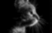 background preloader