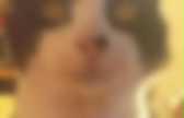 background preloader