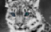 background preloader