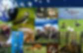 background preloader