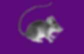 background preloader